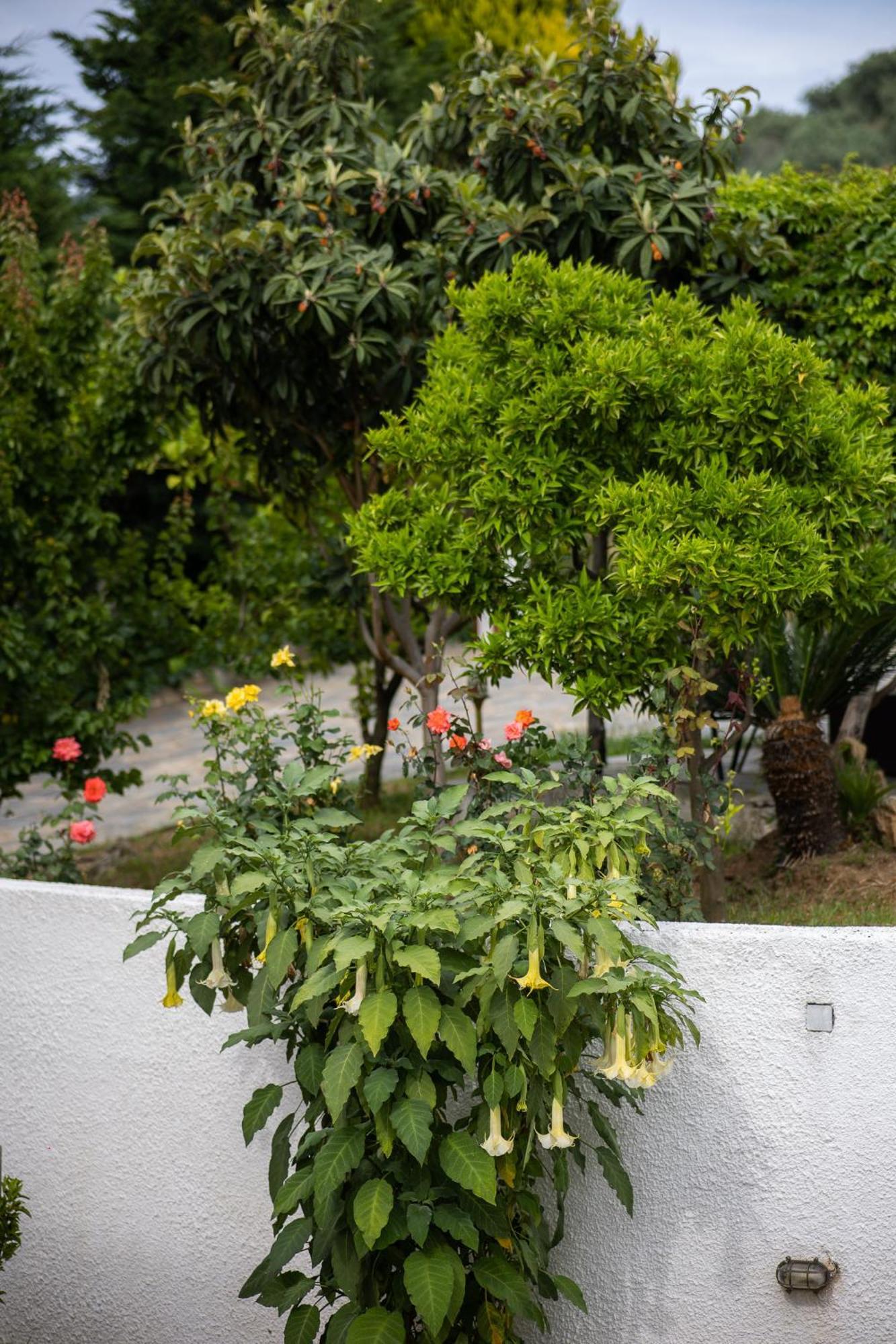 Seralis Pelion Афисос Екстериор снимка